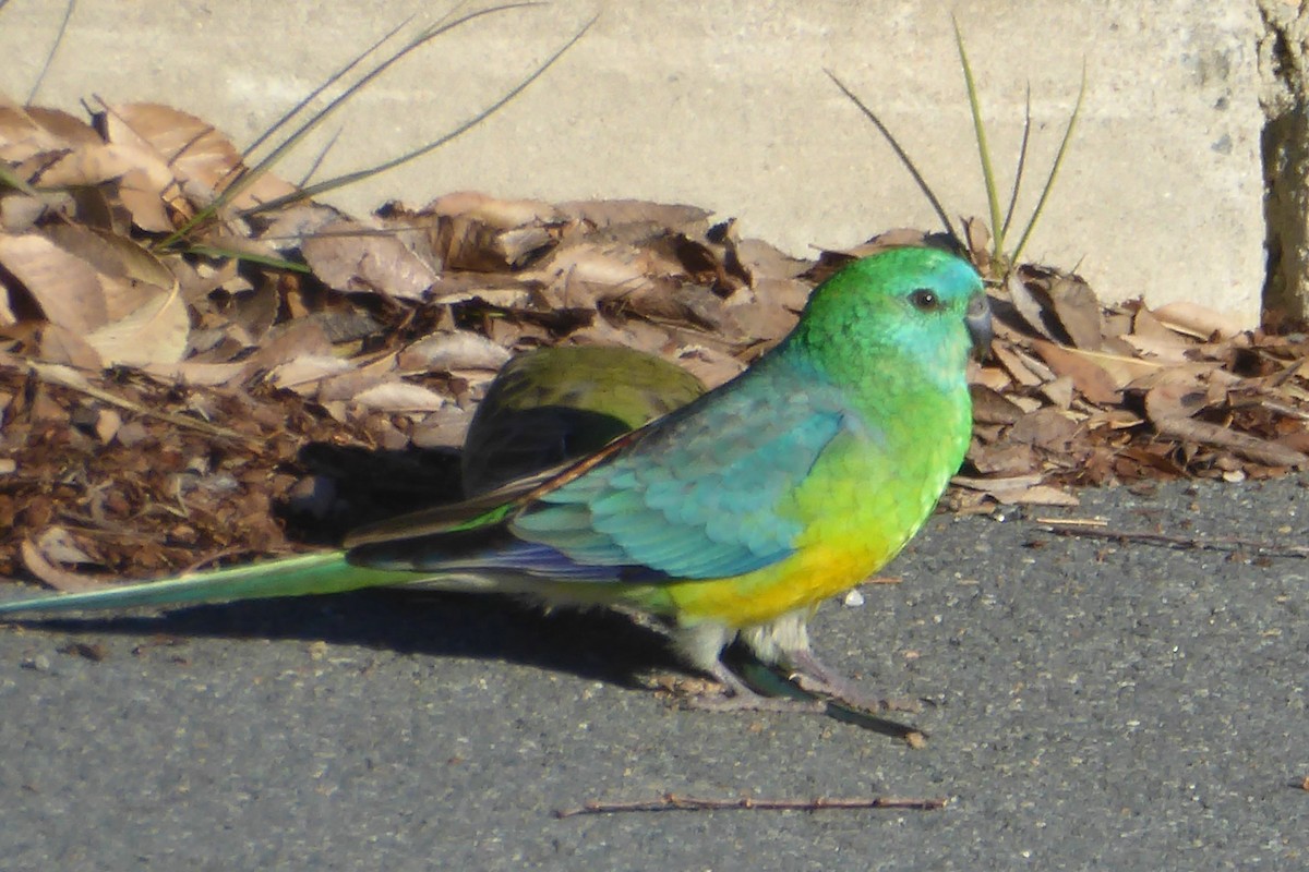 Red-rumped Parrot - Christine D