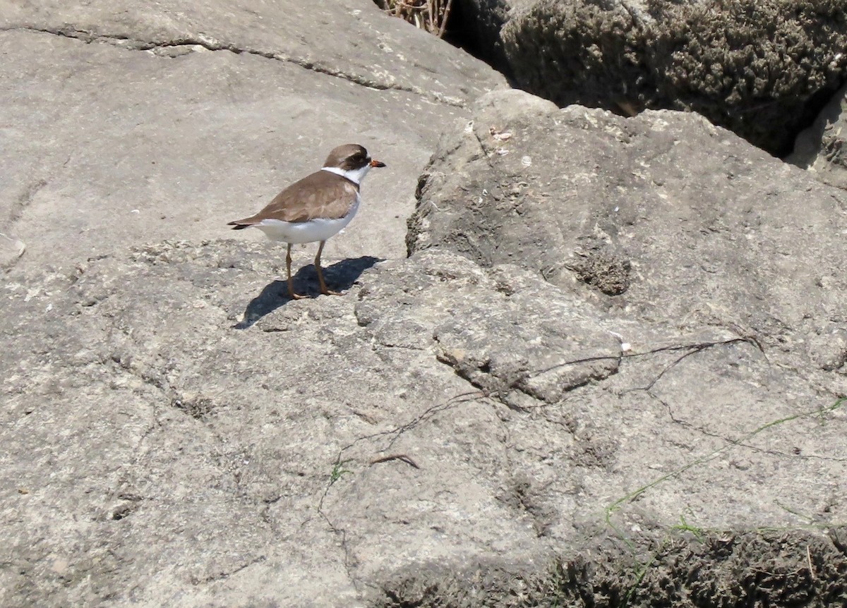 Semipalmated Plover - ML327378871