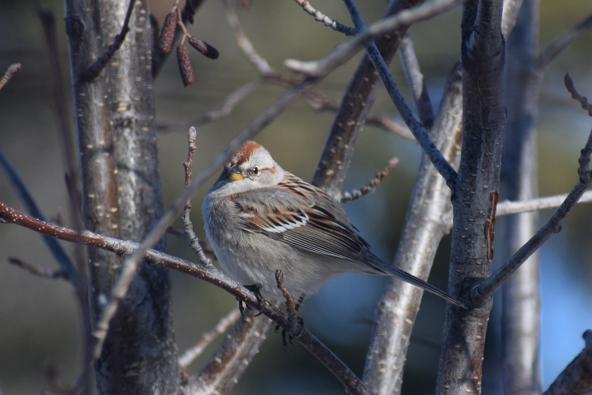 American Tree Sparrow - ML327381511