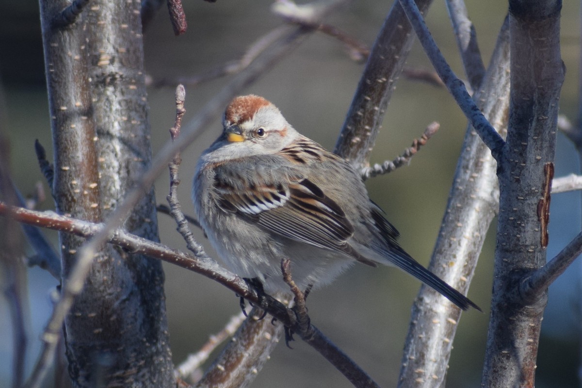 American Tree Sparrow - ML327381761