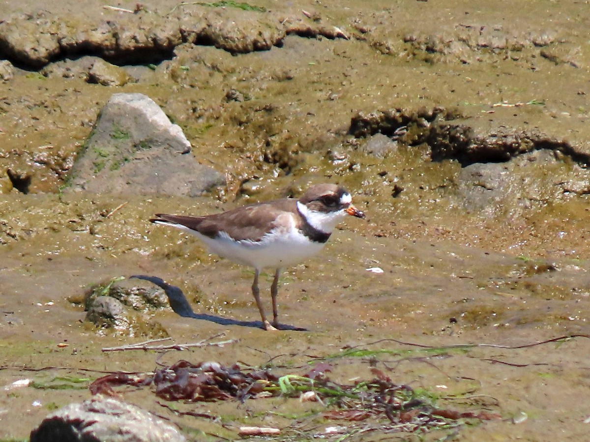 Semipalmated Plover - ML327390731