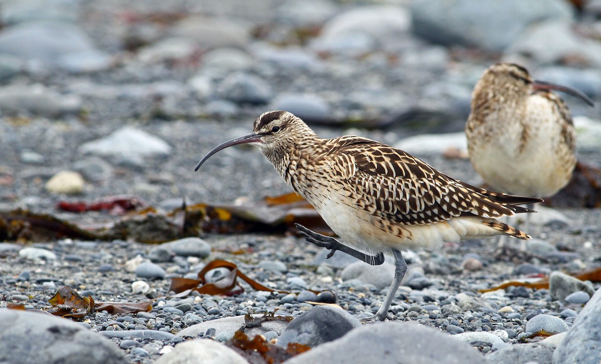 Bristle-thighed Curlew - ML32739261