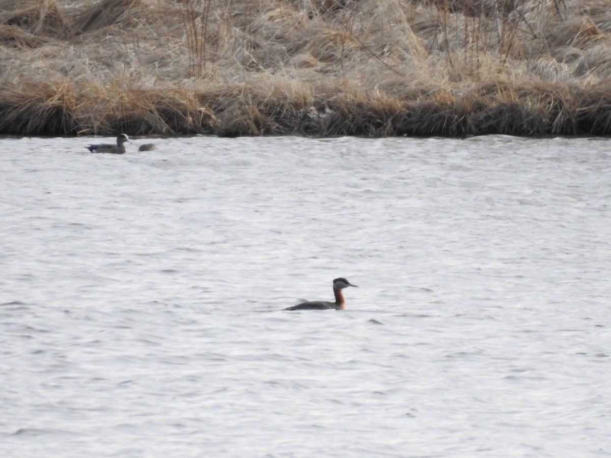 Red-necked Grebe - ML327393451