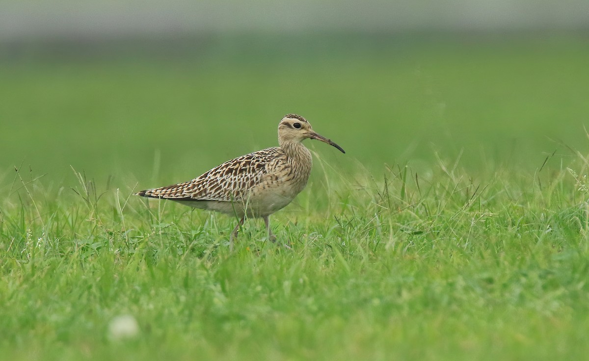 Little Curlew - ML327402691
