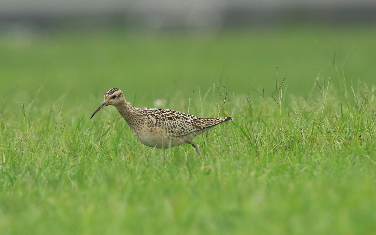 Little Curlew - ML327402801