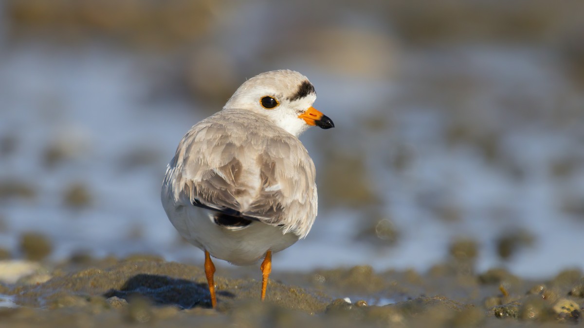 Piping Plover - Sean Williams