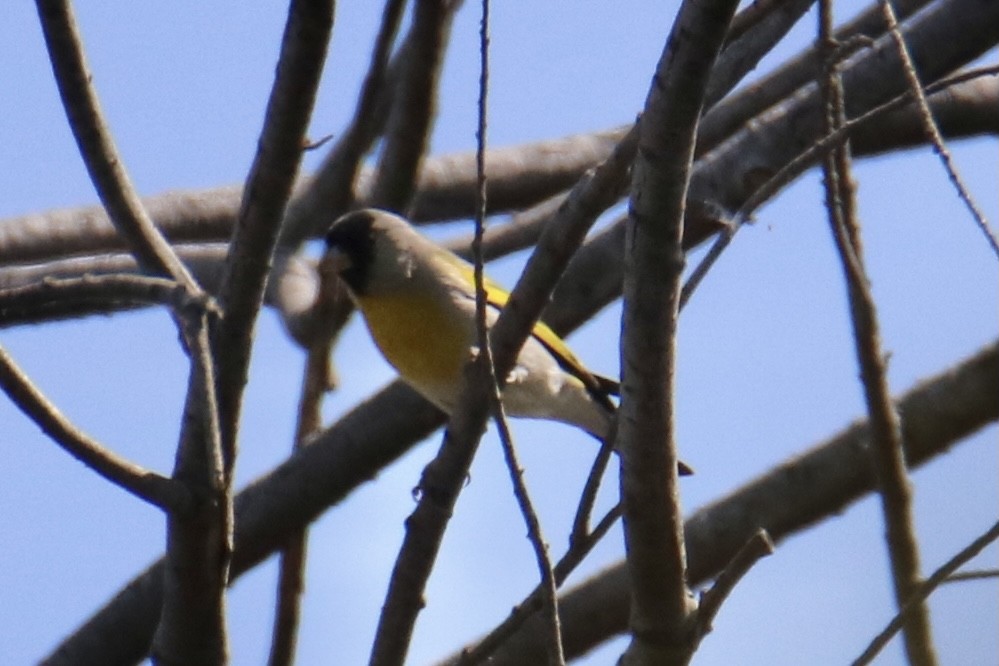 Lawrence's Goldfinch - ML327403481