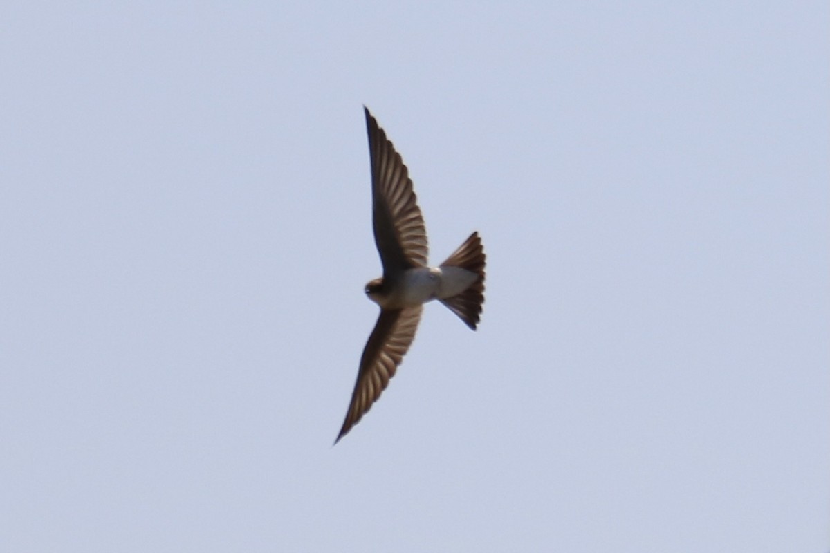 Northern Rough-winged Swallow - ML327403641