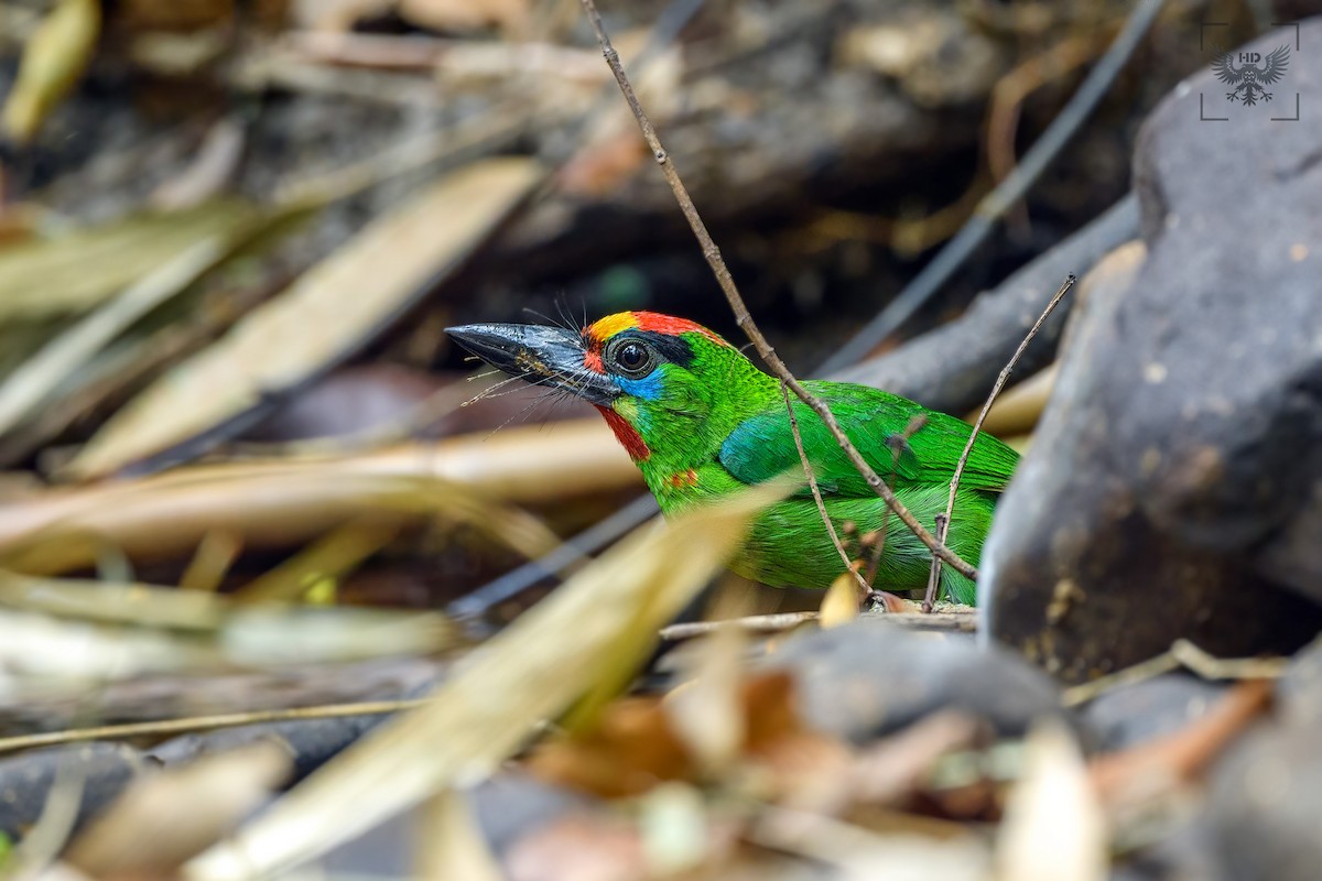 Red-throated Barbet - ML327409291