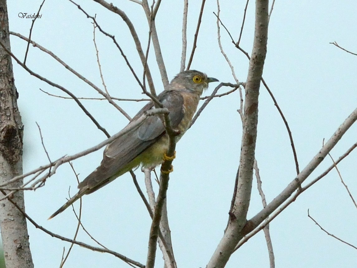 Common Hawk-Cuckoo - ML32741071