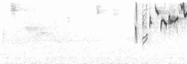 Troglodyte montagnard - ML32741121