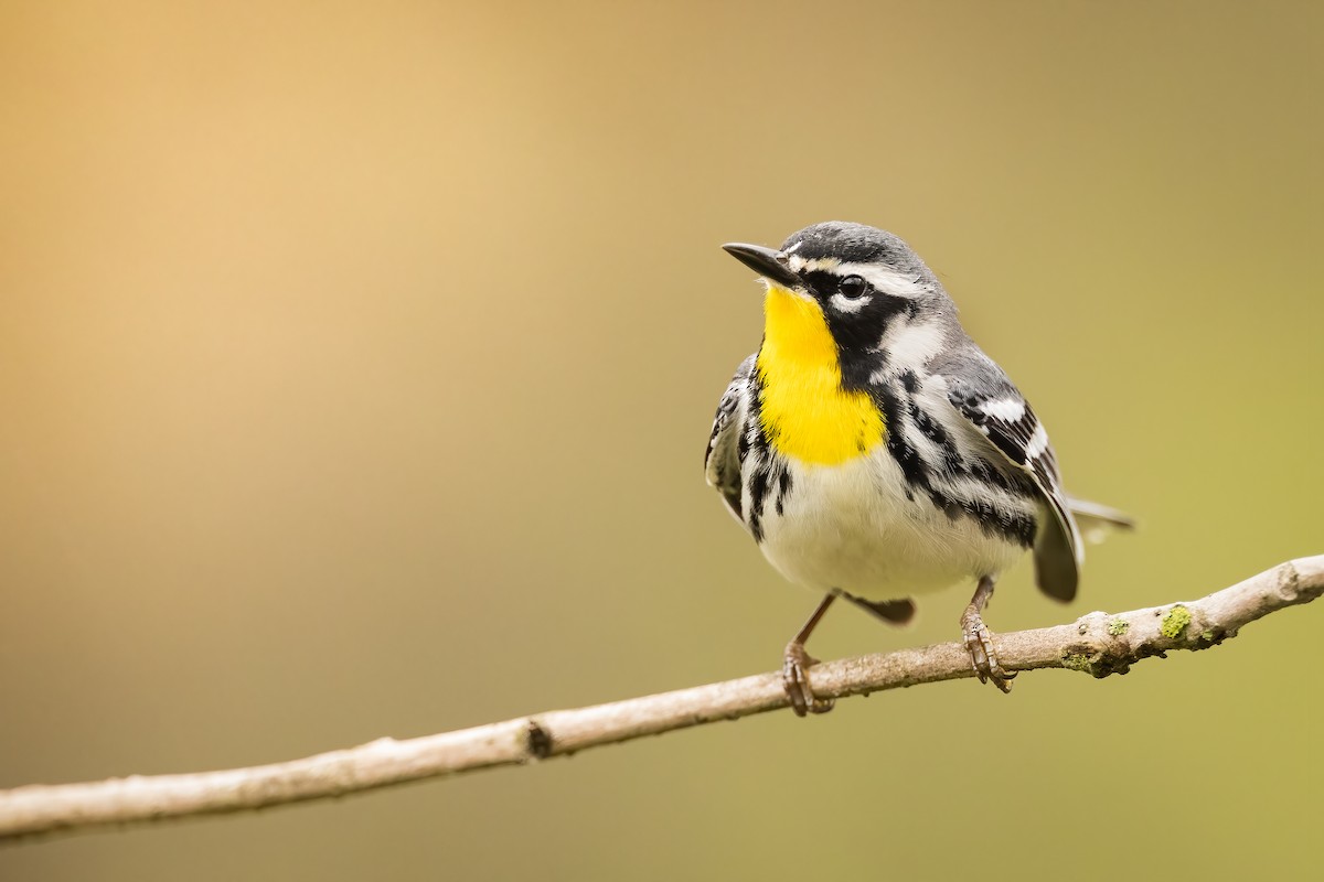 Yellow-throated Warbler - ML327417501