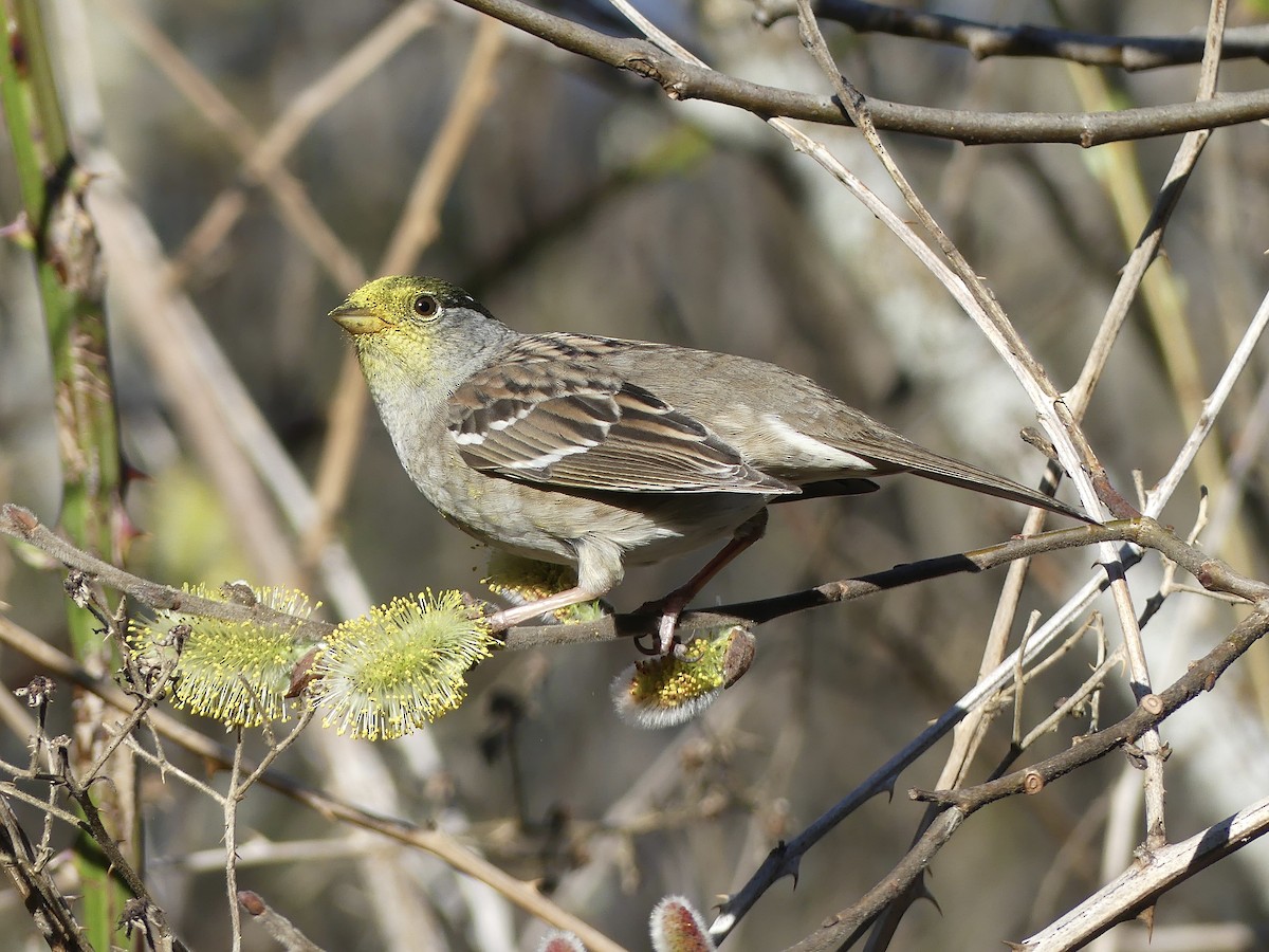 Golden-crowned Sparrow - ML327418361