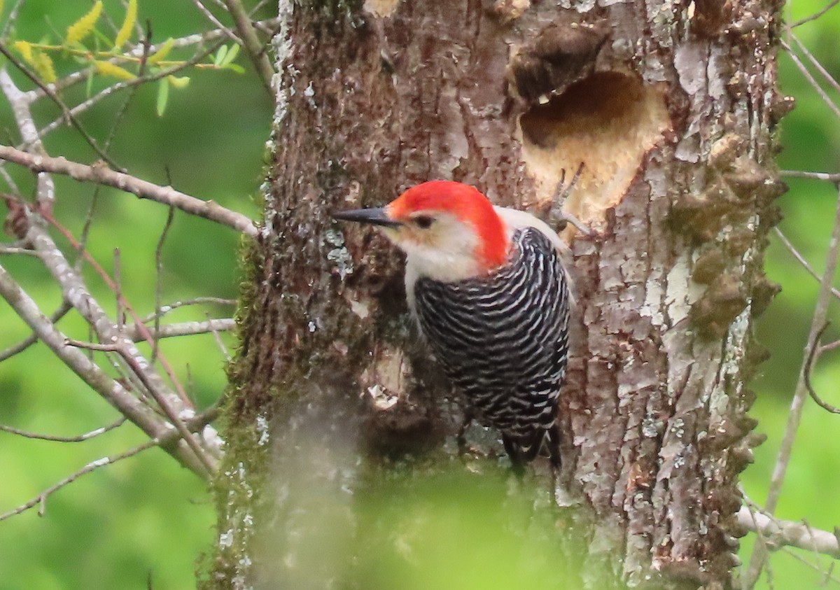 Red-bellied Woodpecker - ML327419681