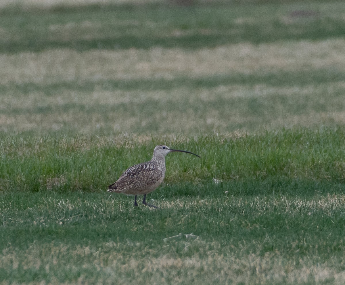 Long-billed Curlew - ML327420141
