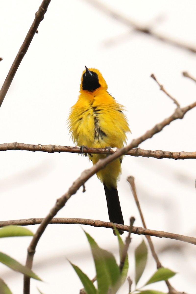 Hooded Oriole - Audry Nicklin
