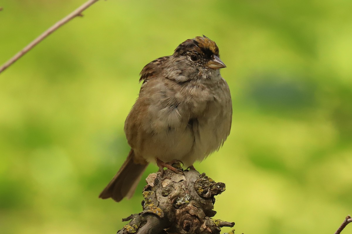 Golden-crowned Sparrow - ML327435281