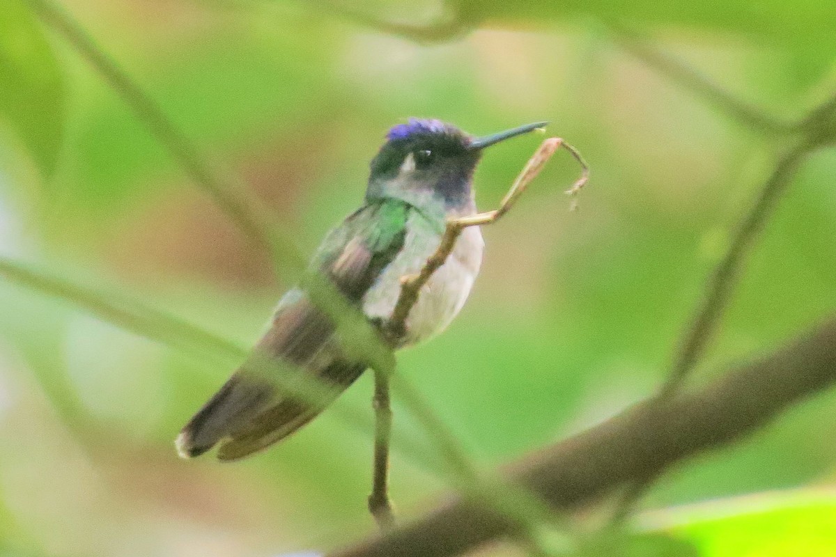Violet-headed Hummingbird - Oliver  Komar