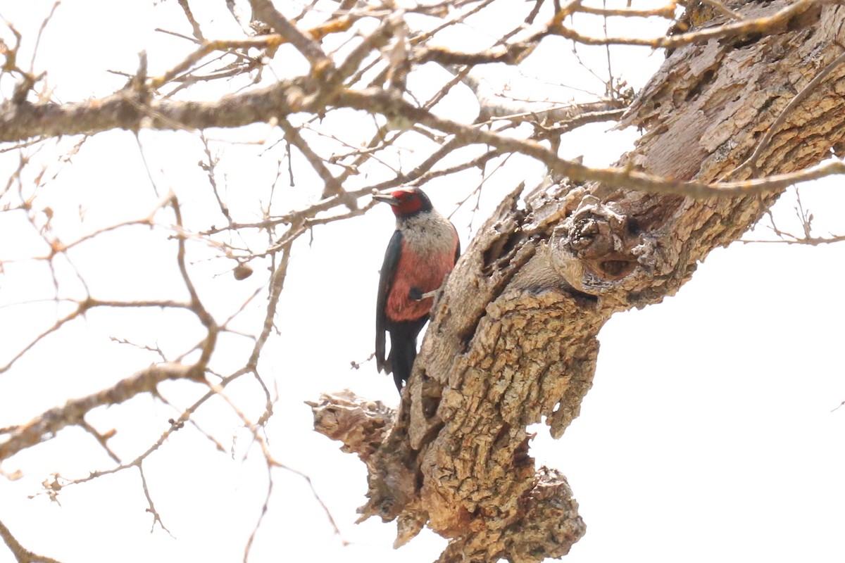 Lewis's Woodpecker - Audry Nicklin