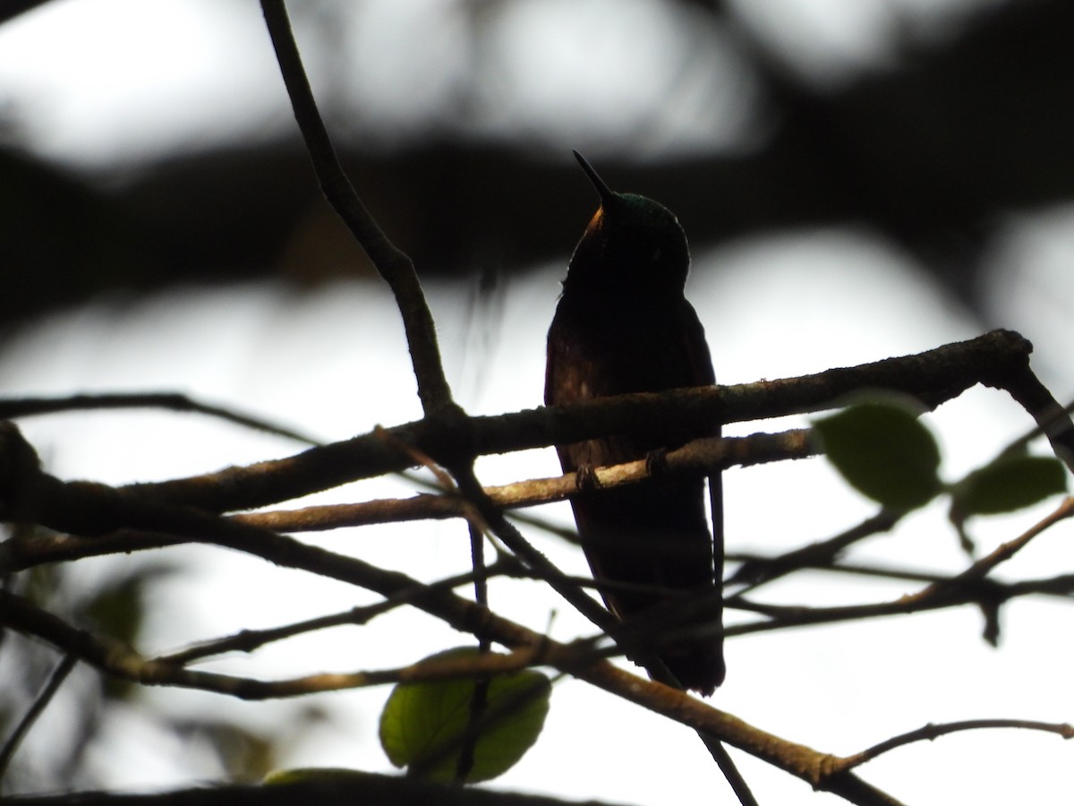 Garnet-throated Hummingbird - ML327437701