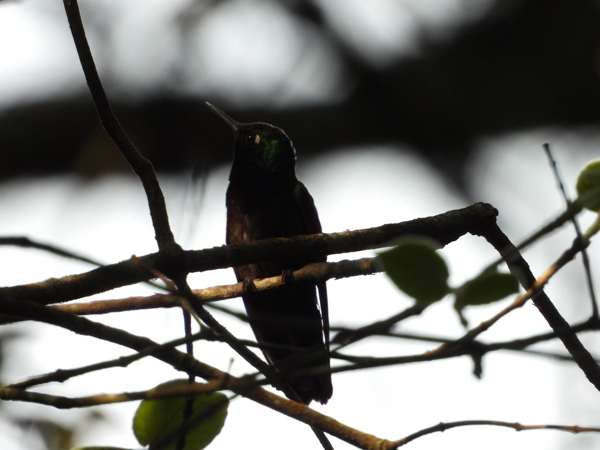 Garnet-throated Hummingbird - ML327437711