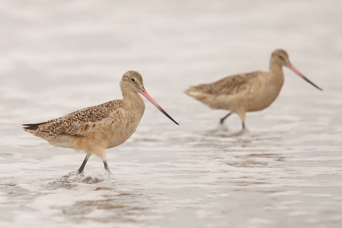Marbled Godwit - Audry Nicklin