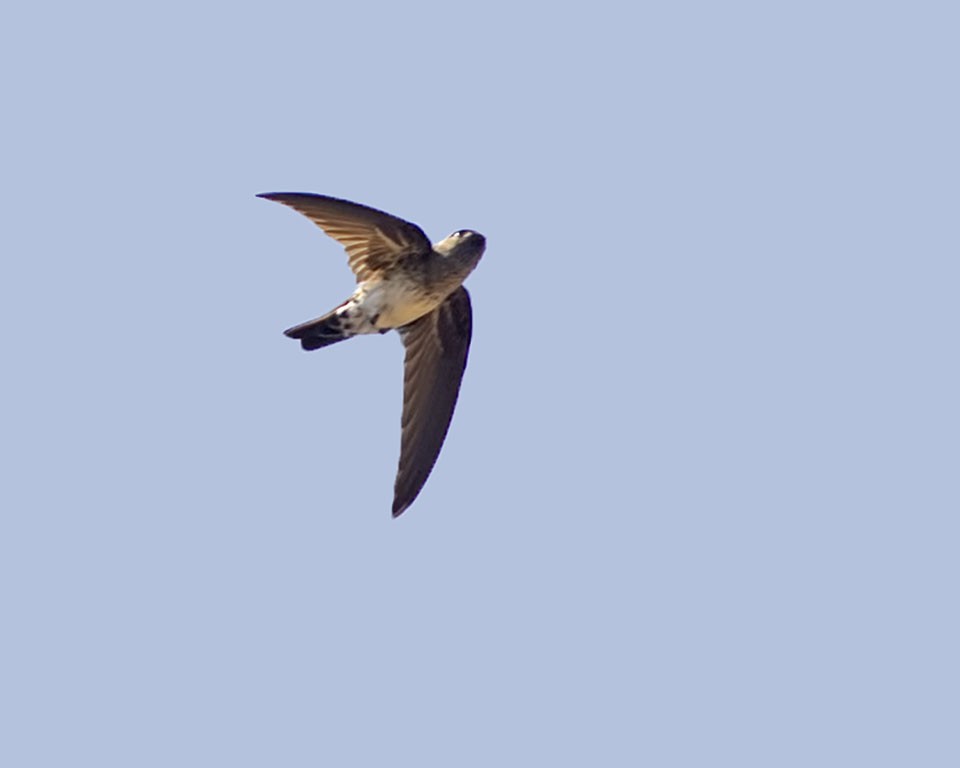 Cave Swiftlet - ML327440841