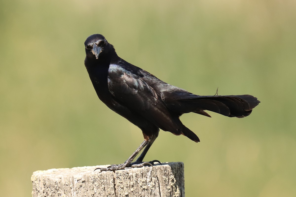Great-tailed Grackle - ML327441161
