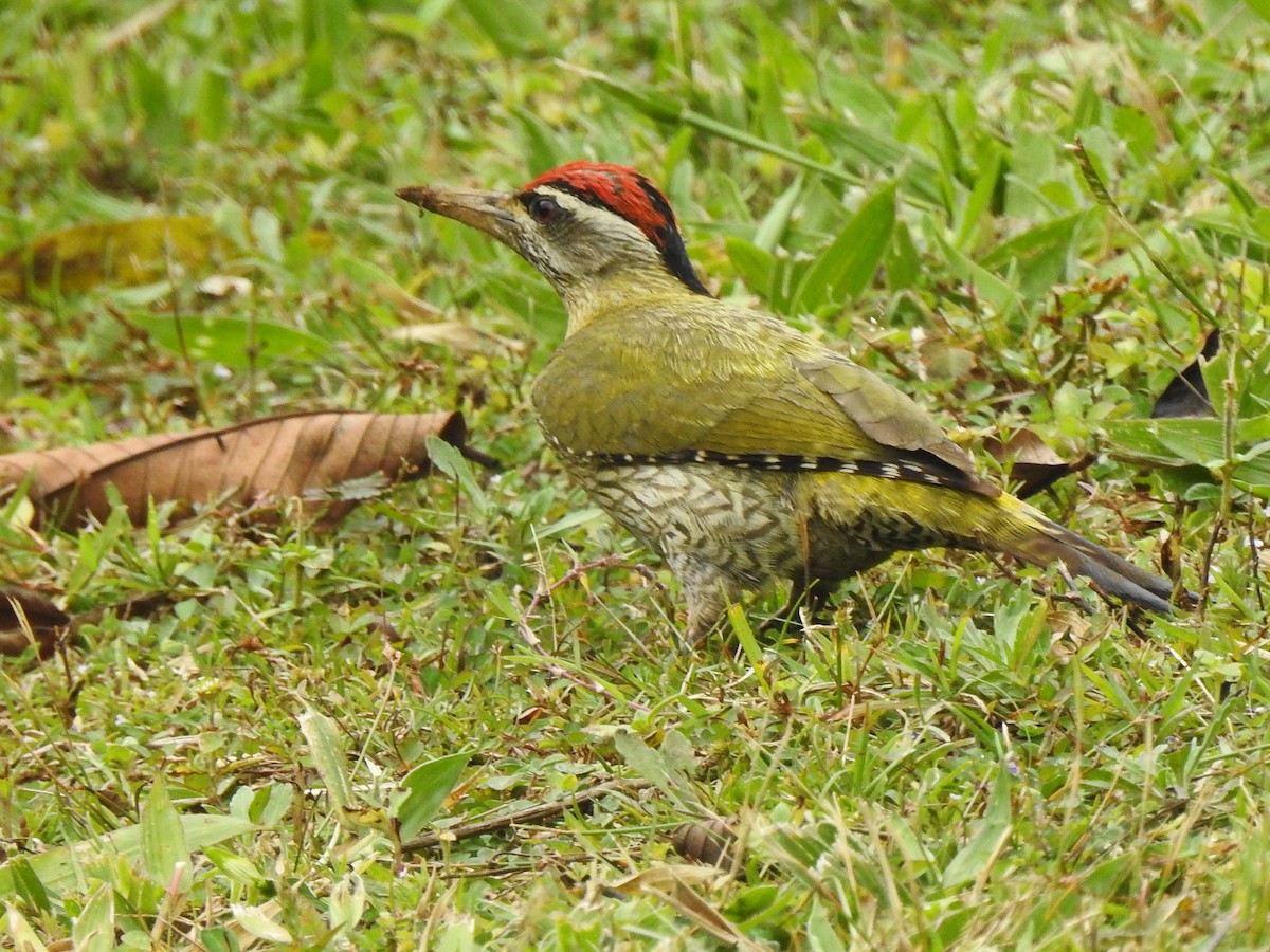 Streak-throated Woodpecker - ML327441661