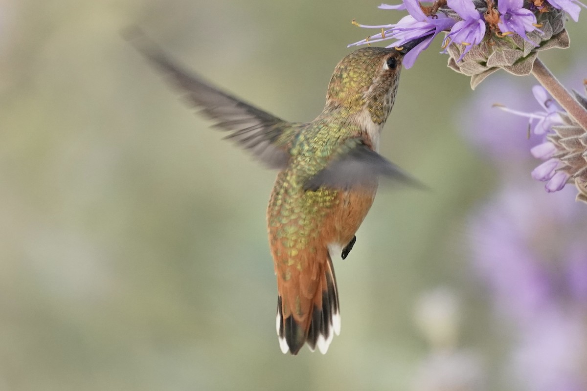 Rufous Hummingbird - Tom Cassaro