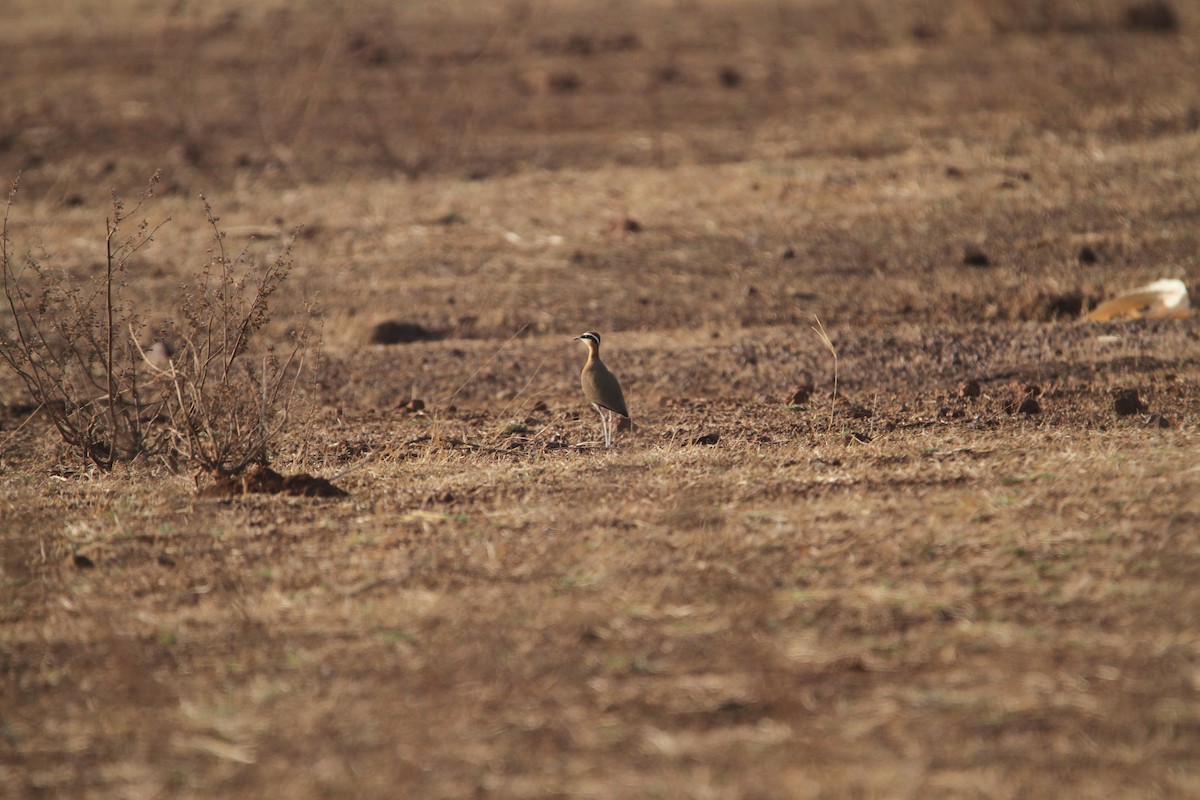 Indian Courser - ML327442241