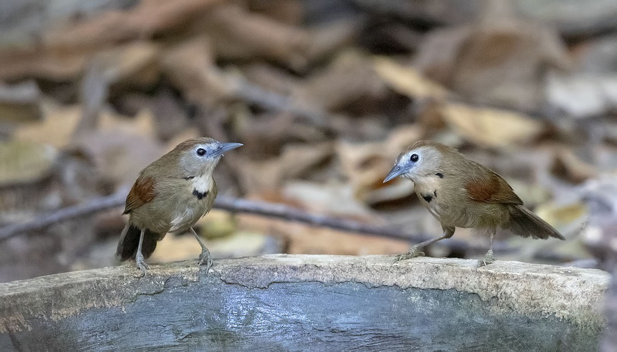 Crescent-chested Babbler - ML327442851