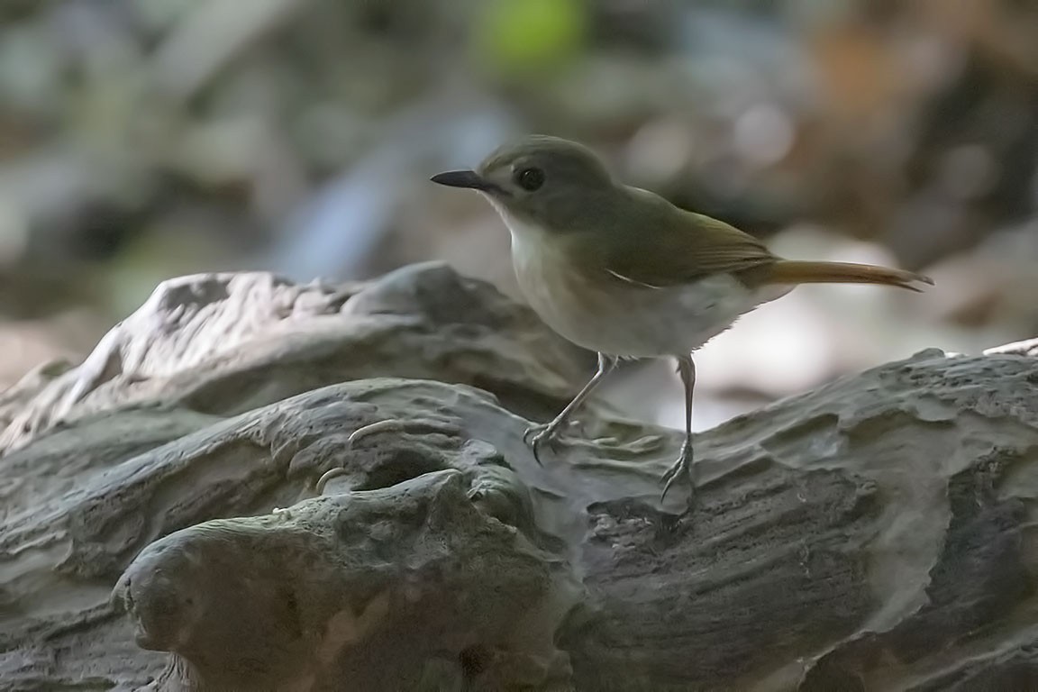 Fulvous-chested Jungle Flycatcher - ML327443121