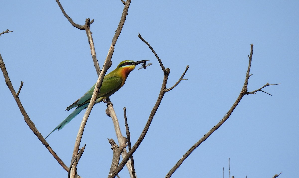 Blue-tailed Bee-eater - ML327445051
