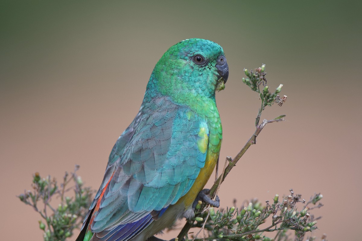Red-rumped Parrot - ML327445441
