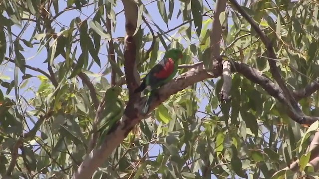 Red-winged Parrot - ML327446141