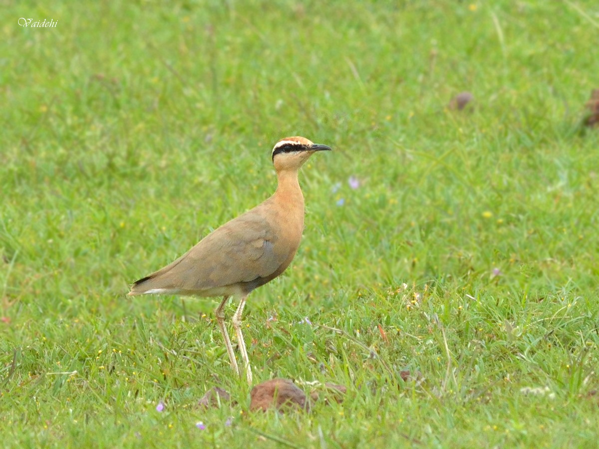 Indian Courser - ML32744741