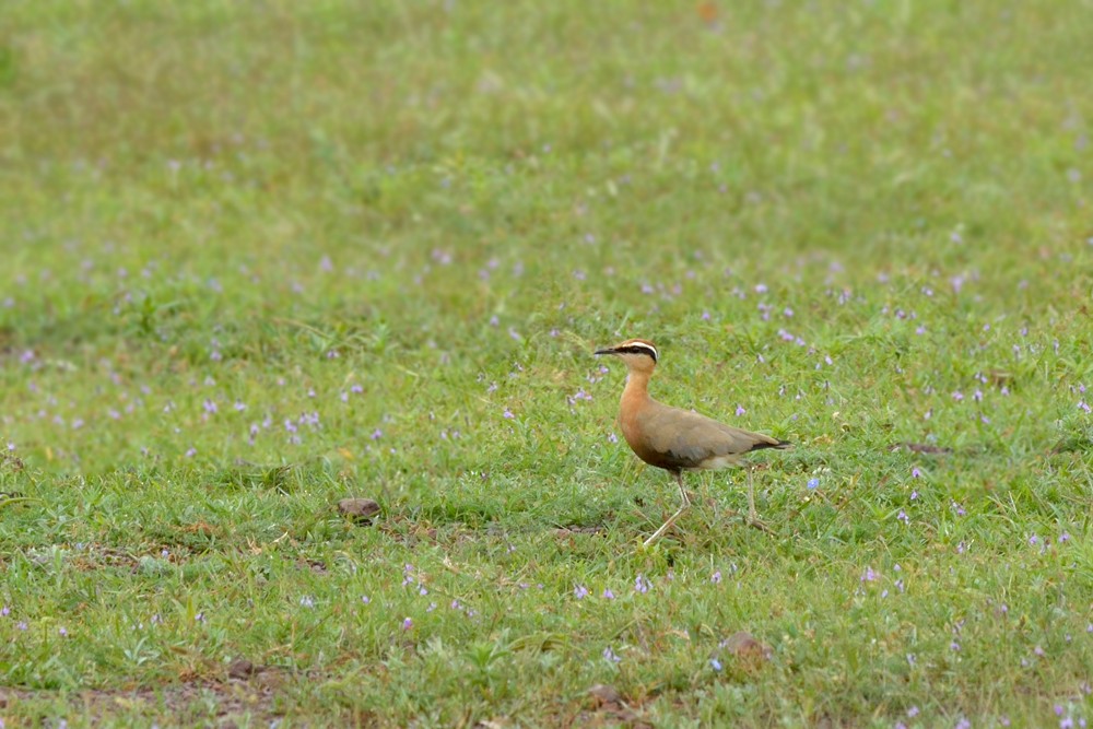 Indian Courser - ML32744771