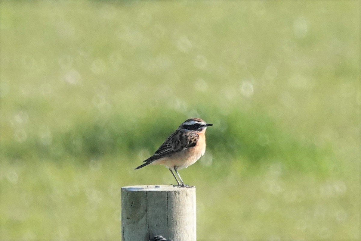 Whinchat - ML327448041