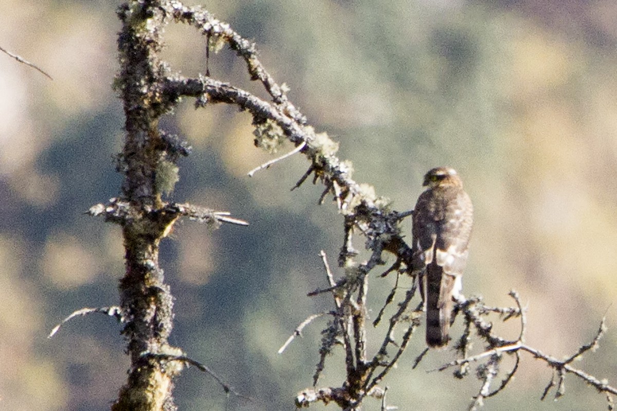 Eurasian Sparrowhawk - ML327450291