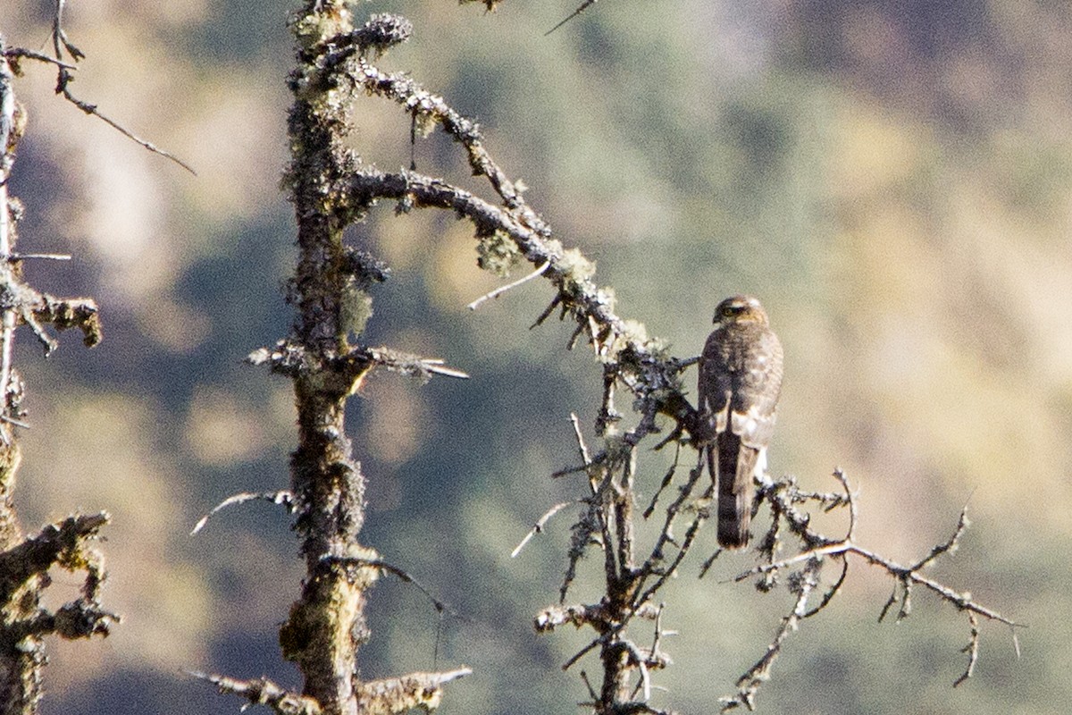 Eurasian Sparrowhawk - ML327450361
