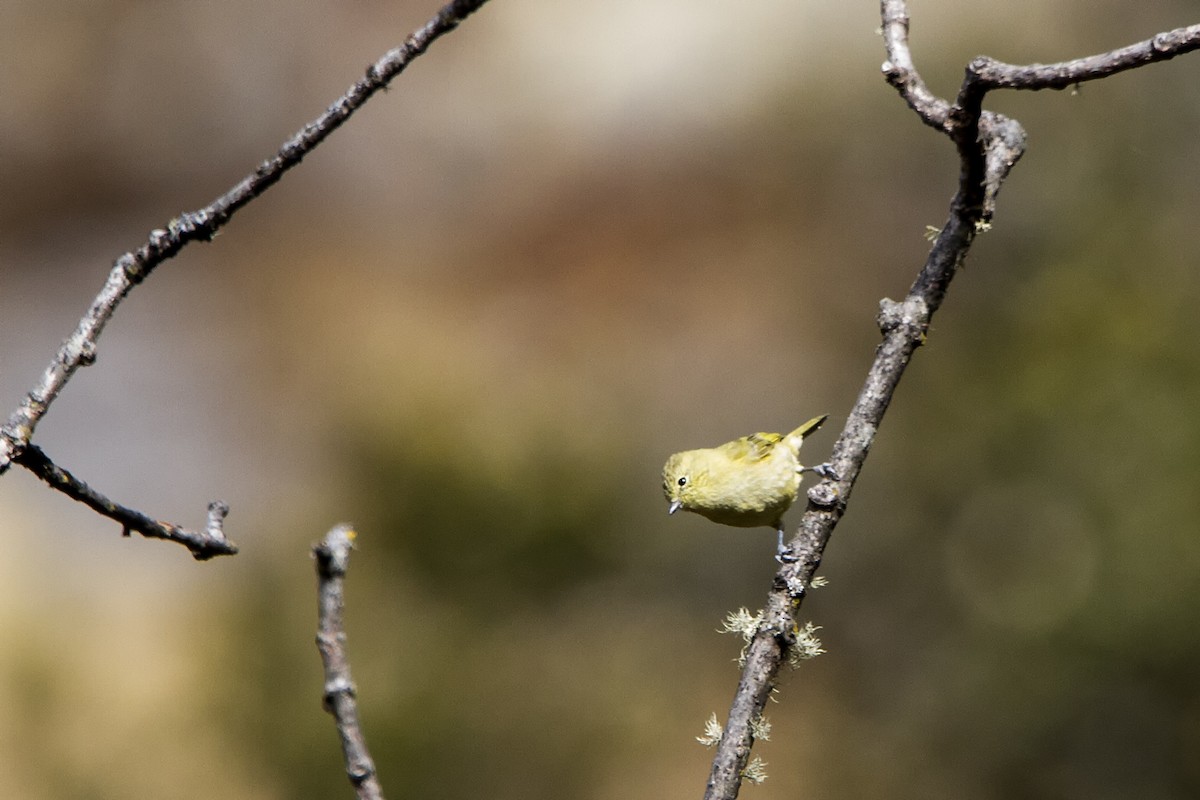 Yellow-browed Tit - ML327450461
