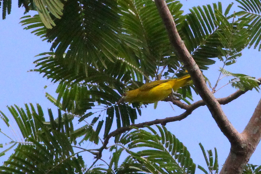 White-lored Oriole - Chris Chafer