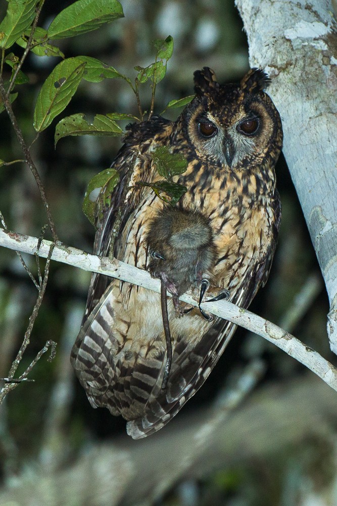 Madagascar Owl - ML327460681