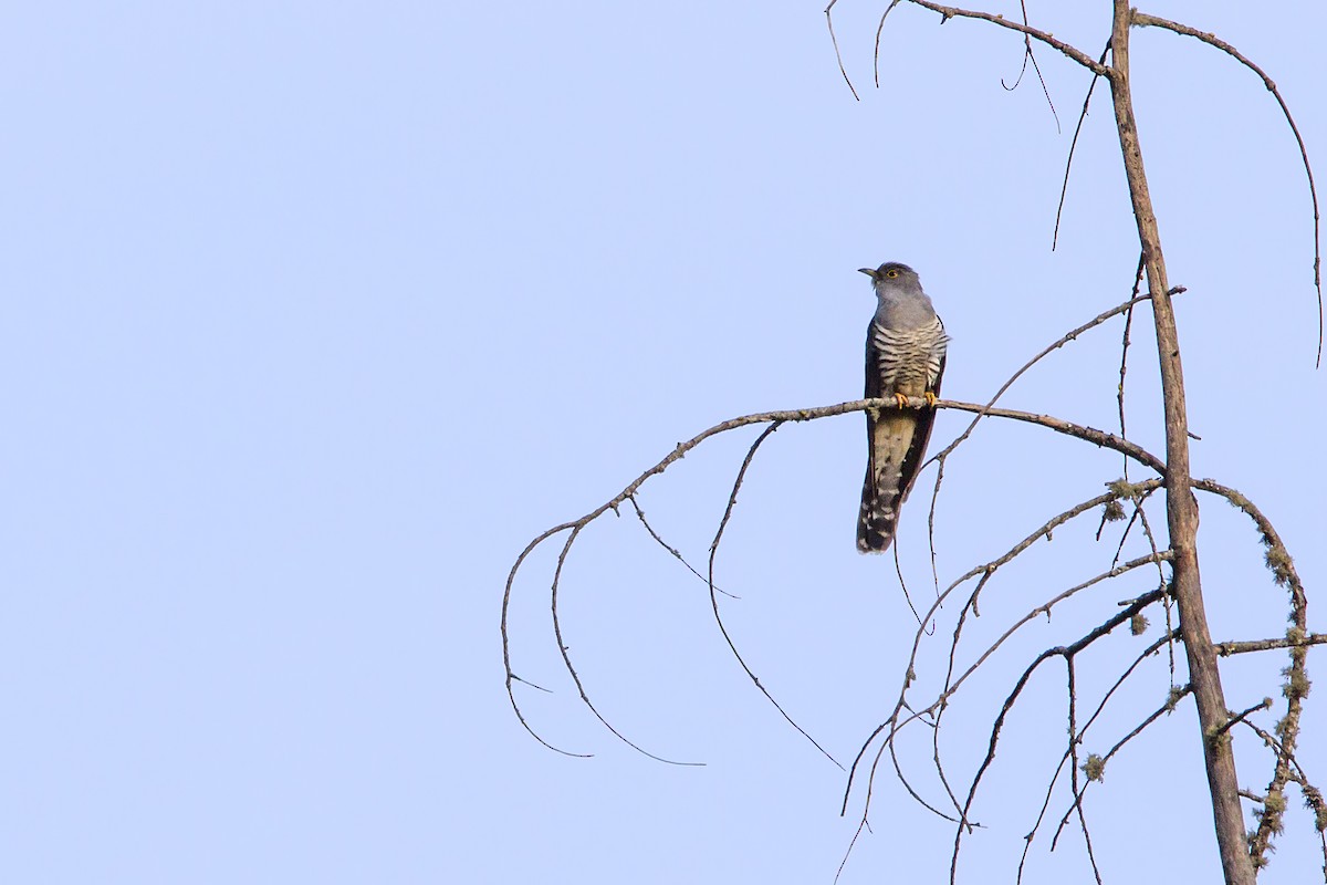 Himalayan Cuckoo - Ramesh Shenai