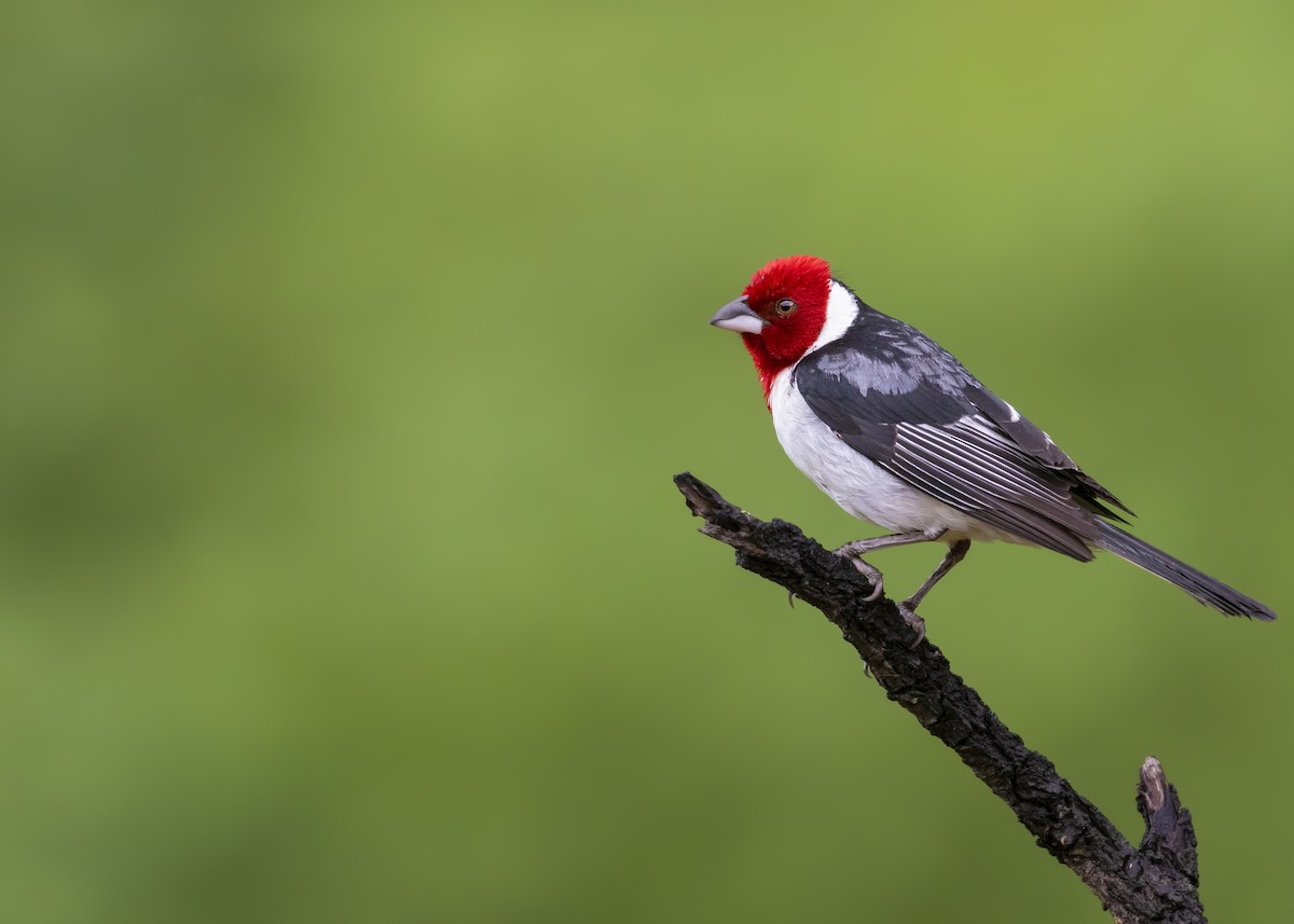 Red-cowled Cardinal - ML327461831