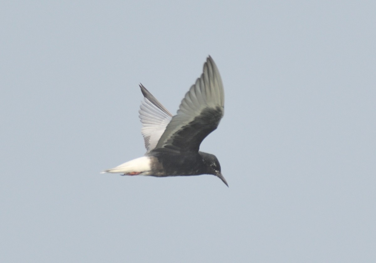 White-winged Tern - ML327467491