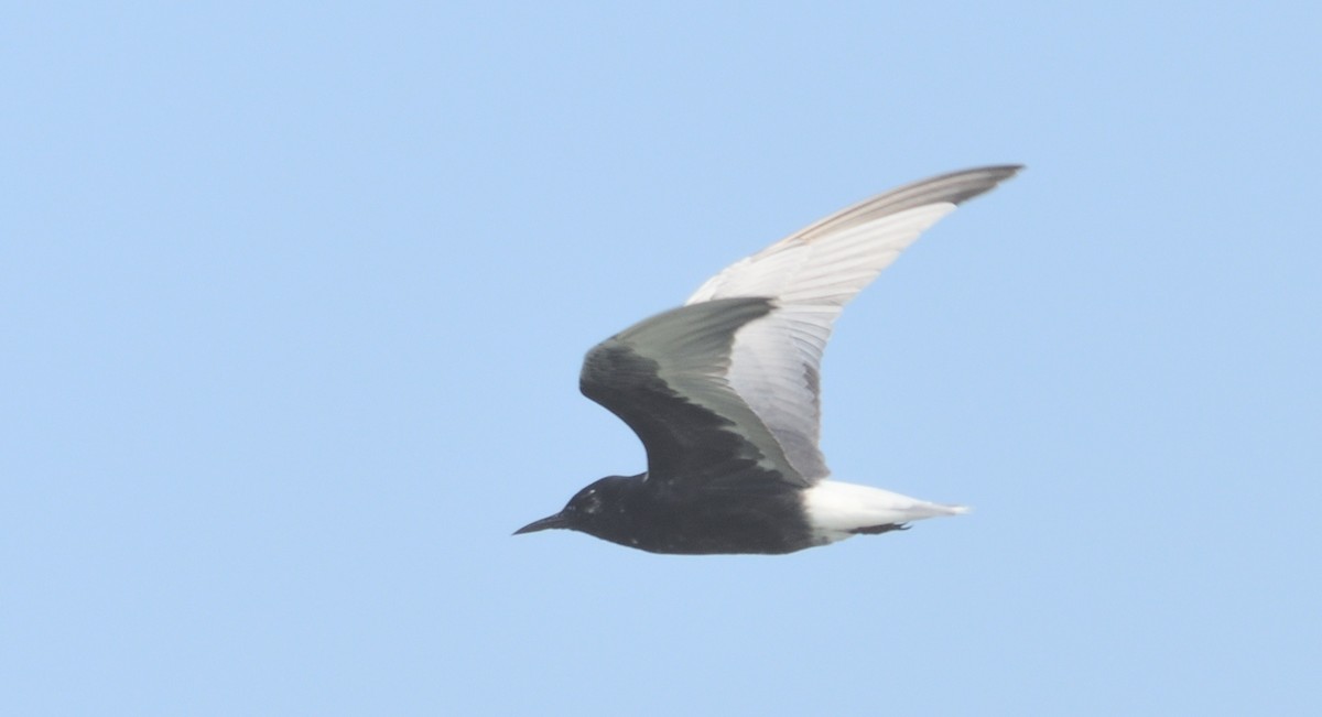 White-winged Tern - ML327467501