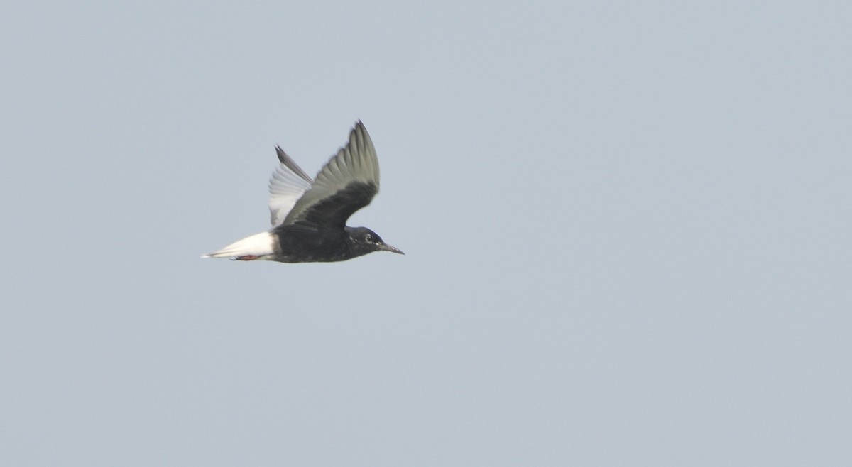 White-winged Tern - ML327467511