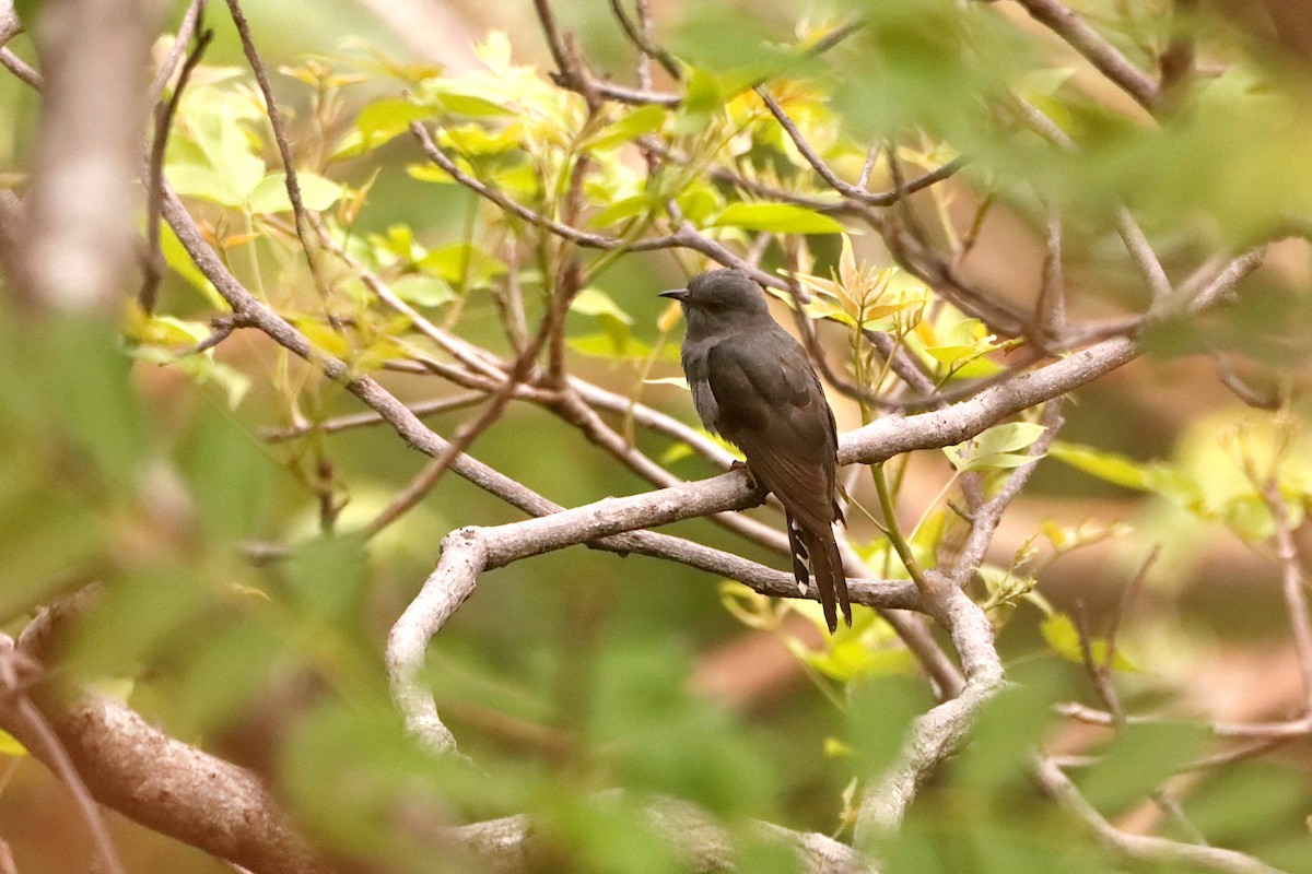 Gray-bellied Cuckoo - ML327470621